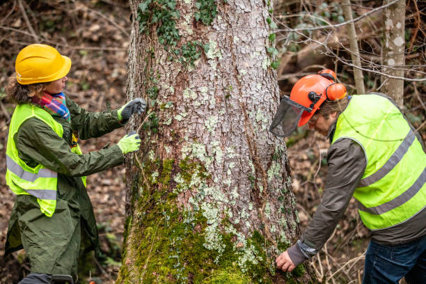 How Our Tree Care Process Works  in  Beaver, PA